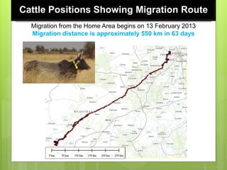 Opportunities and constraints in pastoral and agro-pastoral livestock systems: The ICARDA/ILRI experience
