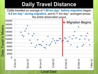 Opportunities and constraints in pastoral and agro-pastoral livestock systems: The ICARDA/ILRI experience