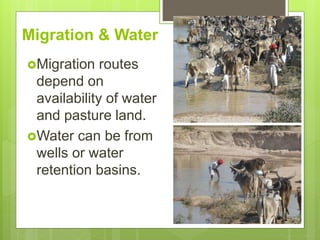 Opportunities and constraints in pastoral and agro-pastoral livestock systems: The ICARDA/ILRI experience