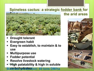 Opportunities and constraints in pastoral and agro-pastoral livestock systems: The ICARDA/ILRI experience