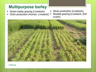 Opportunities and constraints in pastoral and agro-pastoral livestock systems: The ICARDA/ILRI experience