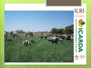 Opportunities and constraints in pastoral and agro-pastoral livestock systems: The ICARDA/ILRI experience