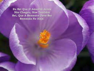 Eu Sei Que O Amanhã Ainda Não Chegou, Mas Também Sei, Que A Semente Deve Ser Semeada No Hoje.