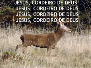 JESUS, CORDEIRO DE DEUS   JESUS, CORDEIRO DE DEUS  JESUS, CORDEIRO DE DEUS  JESUS, CORDEIRO DE DEUS 