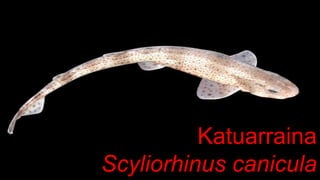 Katuarraina
Scyliorhinus canicula
 
