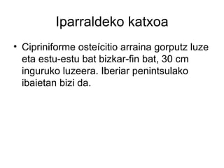 Iparraldeko katxoa
• Cipriniforme osteícitio arraina gorputz luze
  eta estu-estu bat bizkar-fin bat, 30 cm
  inguruko luzeera. Iberiar penintsulako
  ibaietan bizi da.
 