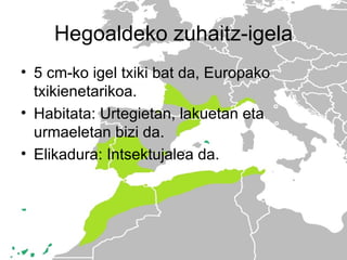 Hegoaldeko zuhaitz-igela
• 5 cm-ko igel txiki bat da, Europako
  txikienetarikoa.
• Habitata: Urtegietan, lakuetan eta
  urmaeletan bizi da.
• Elikadura: Intsektujalea da.
 