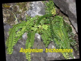 Asplenium trichomanes
 