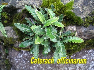 Ceterach officinarum
 