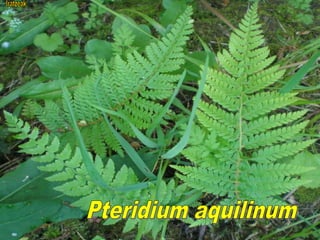 Pteridium aquilinum
 