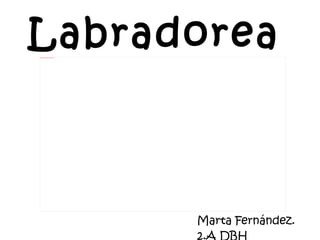 Labradorea Marta Fernández. 2.A DBH 