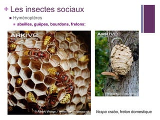 + Les insectes sociaux
    Hyménoptères
        abeilles, guêpes, bourdons, frelons:




                                                Vespa crabo, frelon domestique
 