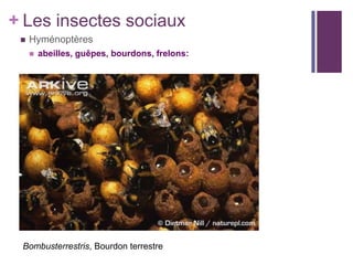+ Les insectes sociaux
    Hyménoptères
        abeilles, guêpes, bourdons, frelons:




 Bombusterrestris, Bourdon terrestre
 