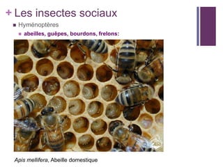 + Les insectes sociaux
    Hyménoptères
        abeilles, guêpes, bourdons, frelons:




 Apis mellifera, Abeille domestique
 