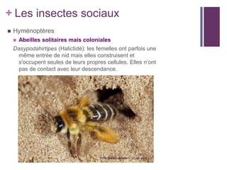 + Les insectes sociaux
   Hyménoptères
       Abeilles solitaires mais coloniales
    Dasypodahirtipes (Halictidé): les femelles ont parfois une
      même entrée de nid mais elles construisent et
      s'occupent seules de leurs propres cellules. Elles n’ont
      pas de contact avec leur descendance.
 