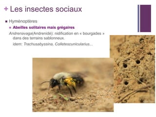 + Les insectes sociaux
   Hyménoptères
       Abeilles solitaires mais grégaires
    Andrenavaga(Andrenidé): nidification en « bourgades »
      dans des terrains sablonneux.
        idem: Trachusabyssina, Colletescunicularius...
 