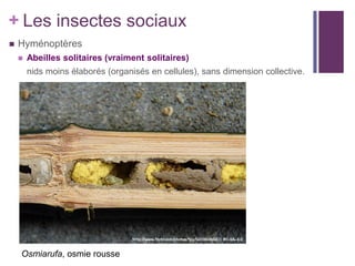 + Les insectes sociaux
   Hyménoptères
       Abeilles solitaires (vraiment solitaires)
        nids moins élaborés (organisés en cellules), sans dimension collective.




    Osmiarufa, osmie rousse
 