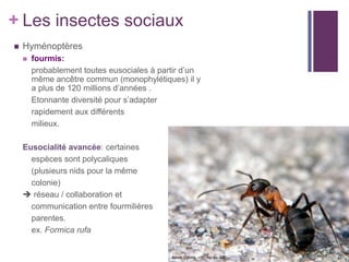 + Les insectes sociaux
   Hyménoptères
       fourmis:
        probablement toutes eusociales à partir d’un
        même ancêtre commun (monophylétiques) il y
        a plus de 120 millions d’années .
        Etonnante diversité pour s’adapter
        rapidement aux différents
        milieux.

    Eusocialité avancée: certaines
      espèces sont polycaliques
      (plusieurs nids pour la même
      colonie)
     réseau / collaboration et
      communication entre fourmilières
      parentes.
      ex. Formica rufa
 