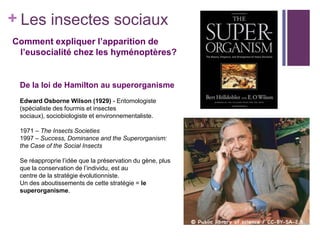 + Les insectes sociaux
Comment expliquer l’apparition de
 l’eusocialité chez les hyménoptères?


 De la loi de Hamilton au superorganisme
 Edward Osborne Wilson (1929) - Entomologiste
 (spécialiste des fourmis et insectes
 sociaux), sociobiologiste et environnementaliste.

 1971 – The Insects Societies
 1997 – Success, Dominance and the Superorganism:
 the Case of the Social Insects

 Se réapproprie l’idée que la préservation du gène, plus
 que la conservation de l’individu, est au
 centre de la stratégie évolutionniste.
 Un des aboutissements de cette stratégie = le
 superorganisme.
 