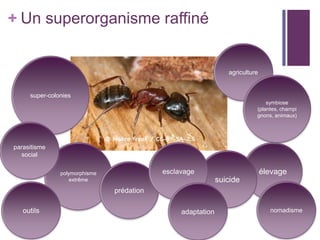+ Un superorganisme raffiné


                                                                agriculture


     super-colonies
                                                                              symbiose
                                                                          (plantes, champi
                                                                          gnons, animaux)




parasitisme
  social

               polymorphisme               esclavage                          élevage
                  extrême                                    suicide
                               prédation

   outils                                       adaptation                      nomadisme
 