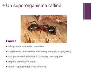 + Un superorganisme raffiné




 Forces
    très grande adaptation au milieu.

    système de défense très efficace (y compris prophylaxie).

    comportements offensifs / stratégies de conquête.

    régime alimentaire mixte.

    aucun rapport établi avec l’homme.
 