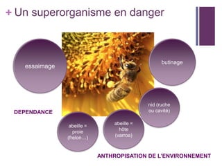 + Un superorganisme en danger



                                                  butinage
   essaimage




                                            nid (ruche
 DEPENDANCE                                 ou cavité)


                abeille =       abeille =
                  proie           hôte
               (frelon…)        (varroa)



                            ANTHROPISATION DE L’ENVIRONNEMENT
 