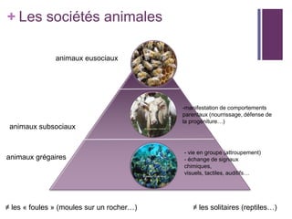 + Les sociétés animales

               animaux eusociaux




                                           -manifestation de comportements
                                           parentaux (nourrissage, défense de
                                           la progéniture…)
 animaux subsociaux


                                           - vie en groupe (attroupement)
animaux grégaires                          - échange de signaux
                                           chimiques,
                                           visuels, tactiles, auditifs…




≠ les « foules » (moules sur un rocher…)       ≠ les solitaires (reptiles…)
 