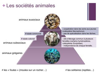 + Les sociétés animales

               animaux eusociaux


                                           - coopération dans les soins aux jeunes
                                           (coléoptère Necrophorus).
                     # stade communal      - pas de spécialisation dans les tâches.

                 # stade colonial          - site d’élevage commun à plusieurs
                                           femelles (certains hyménoptères,
 animaux subsociaux                        coléoptères Scolytidae).
                                           - indépendance de chaque femelle.


animaux grégaires




≠ les « foules » (moules sur un rocher…)      ≠ les solitaires (reptiles…)
 
