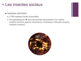 + Les insectes sociaux
    Isoptères (termites)
        2.300 espèces toutes eusociales.
        monophylétiques  tous les termites descendent d’un même
         ancêtre commun devenu eusocial au Jurassique (=les plus anciens
         insectes sociaux).
 