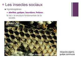 + Les insectes sociaux
    Hyménoptères
        abeilles, guêpes, bourdons, frelons:
     le nid = la structure fondamentale de la
        société.




                                                Vespulavulgaris,
                                                guêpe commune
 