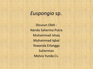 Euspongia sp.
Disusun Oleh :
Nanda Saherma Putra
Muhammad Ishaq
Muhammad Iqbal
Yowanda Erlangga
Suherman
Melvia Yunda Cs.
 