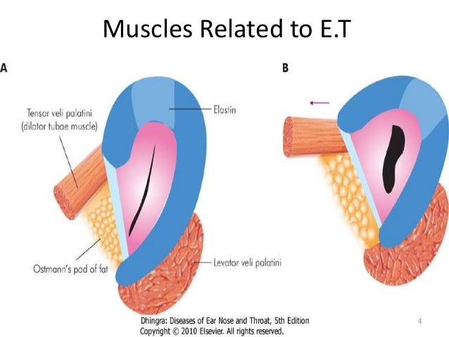 Muscles Of Eustachian Tube