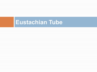 Eustachian Tube 
 
