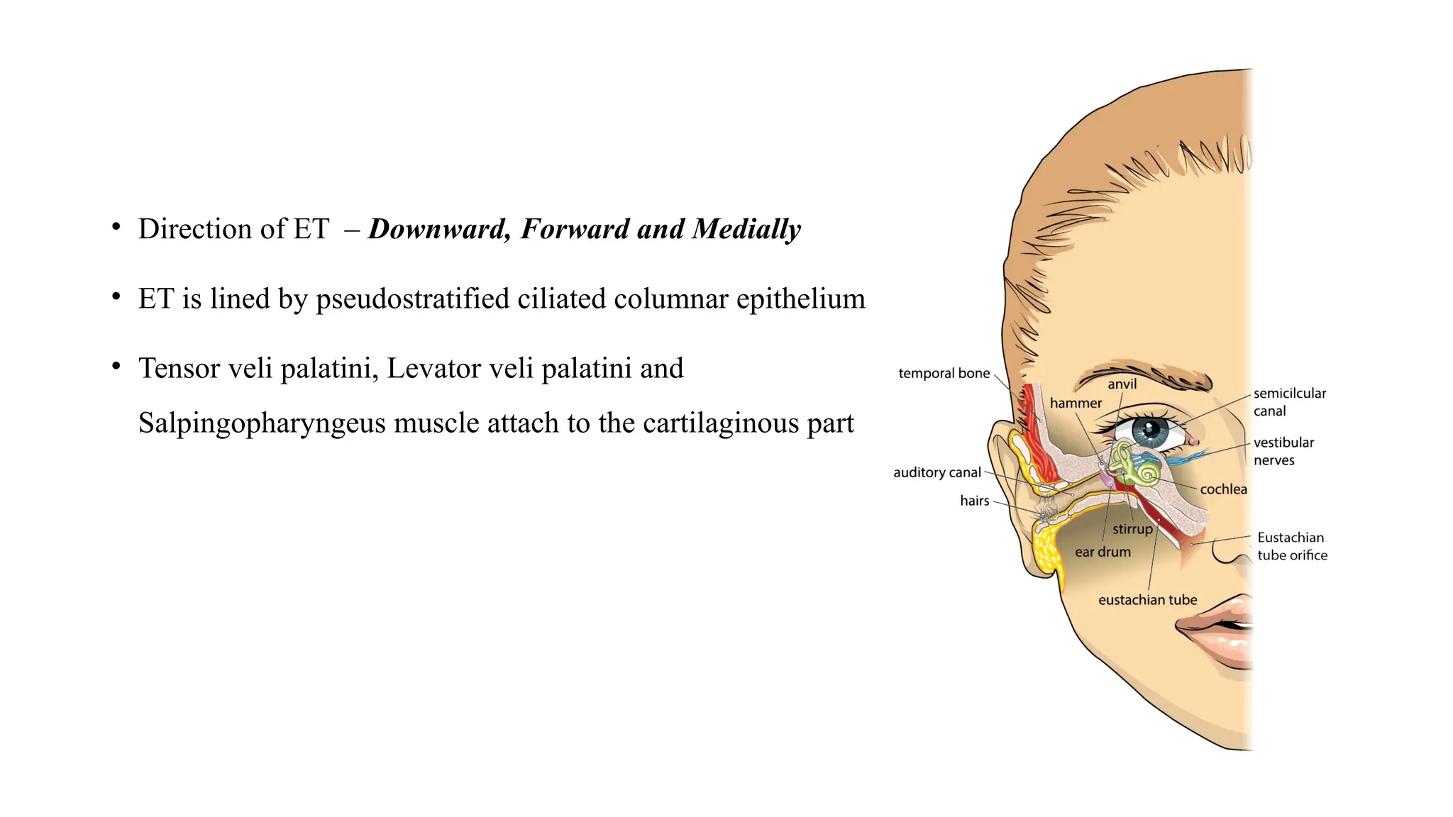 Eustachian Tube - Anatomy physiology and Disorders UG.pptx