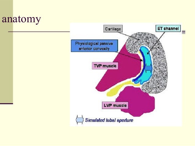 Anatomy Of Eustachian Tube Biology Diagrams