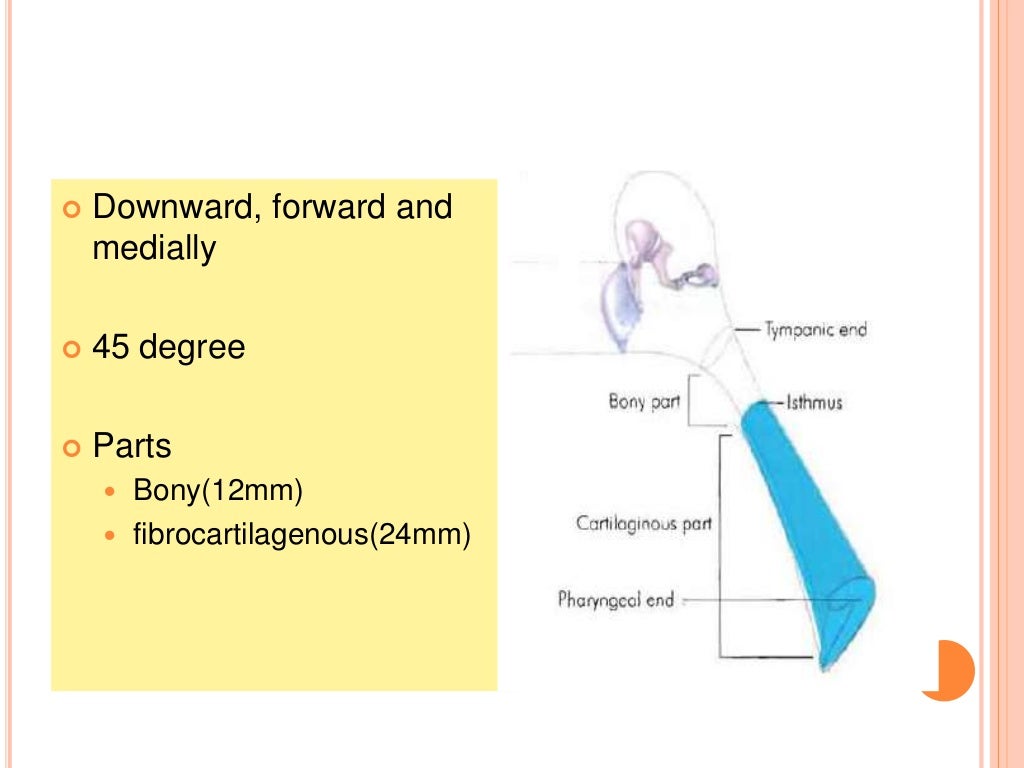 Eustachian tube and its disorder