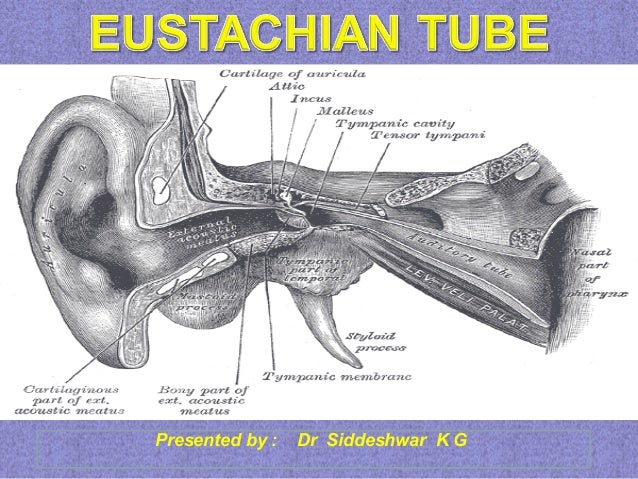 Eustachian Tube Anatomy