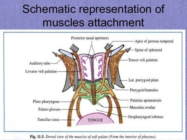 Anatomy Of Eustachian Tube Biology Diagrams