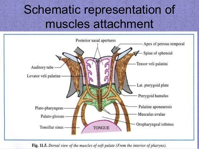 Muscles Of Eustachian Tube