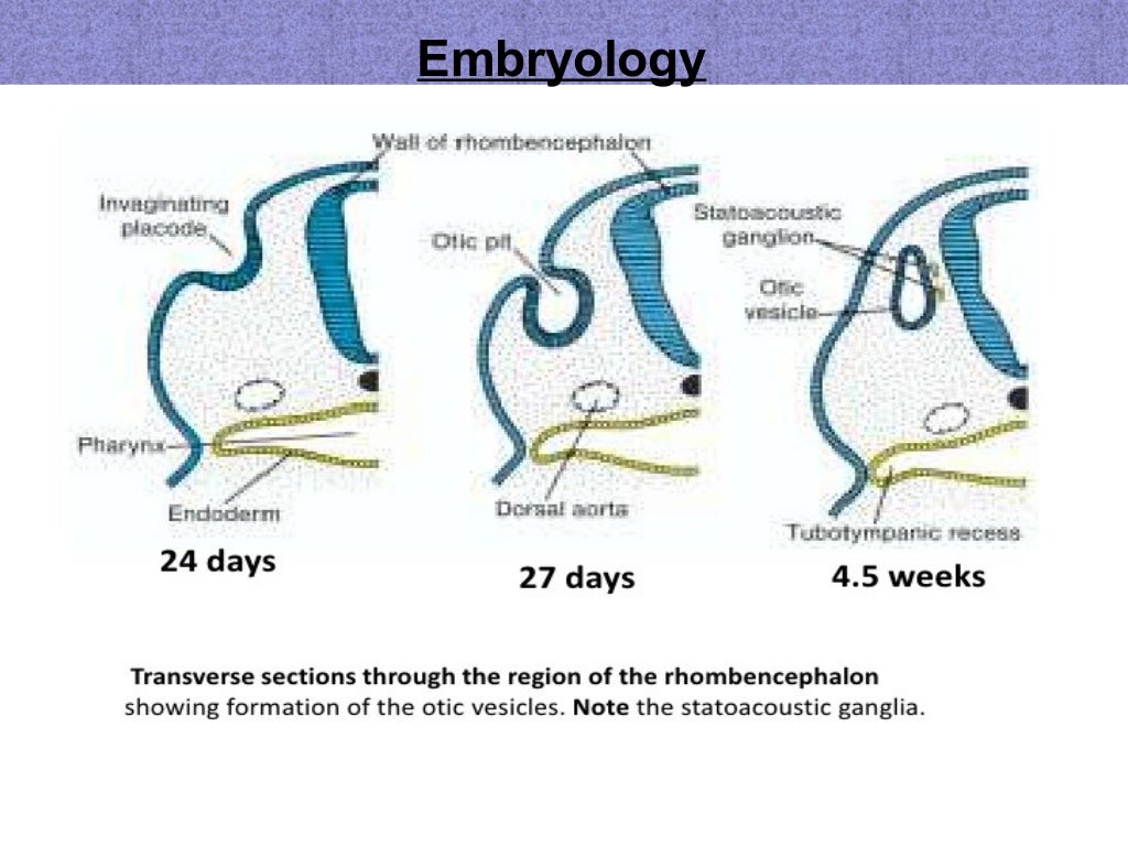 Eustachian tube final PP ANATOMY,EMBRYOLOGY,FUNCTIONS,DYSFUNCTIONS TR…