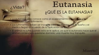 ¿QUÉ ES LA EUTANASIA?
• La eutanasia se le conoce como el aceleramiento a la muerte y la
finalización a un sufrimiento.
• Los sufrimientos deben ser insoportables, de manera que el dueño y el
medico llegan al acuerdo de la aplicación de esta.
• El animal no sufre cuando esta se le aplica, ya que la eutanasia hace que el
animal comience a quedarse dormido; una muerte muy tranquila.
 