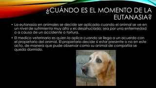 ¿CUÁNDO ES EL MOMENTO DE LA
EUTANASIA?
• La eutanasia en animales se decide ser aplicada cuando el animal se ve en
un nivel de sufrimiento muy alto y es desahuciado; sea por una enfermedad
o a causa de un accidente o tortura.
• El medico veterinario es quien la aplica cuando se llega a un acuerdo con
el propietario del animal. El propietario decide si estar presente o no en este
acto, de manera que pude observar como su animal de compañía se
queda dormido.
 