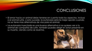 CONCLUSIONES
• El amor hacia un animal debe tenerse en cuenta todo los aspectos, incluso
si el animal sufre, si esto sucede, la eutanasia seria la mejor opción cuando
no se tiene mas alternativas de visa para el animal.
• La eutanasia inyectada es una buena alternativa si no quieres ver a tu
animal de compañía de sufrir, también puedes elegir en estar presente en
su muerte, viendo como se duerme.
 