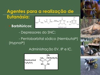 Agentes para a realização de Eutanásia: Barbitúricos: - Depressores do SNC; - Pentobarbital sódico (Nembutal ® ) (Hypnol ® ) Administração EV, IP e IC. 