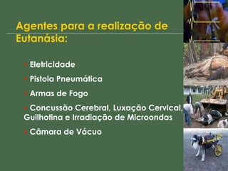 Agentes para a realização de Eutanásia: Eletricidade Pistola Pneumática Armas de Fogo  Concussão Cerebral, Luxação Cervical, Guilhotina e Irradiação de Microondas Câmara de Vácuo 