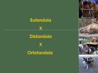 Eutanásia X Distanásia X Ortotanásia  