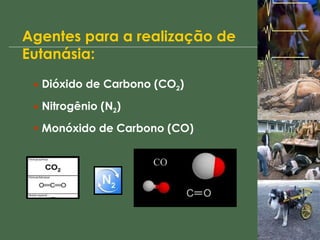 Agentes para a realização de Eutanásia: Dióxido de Carbono (CO 2 ) Nitrogênio (N 2 ) Monóxido de Carbono (CO)  