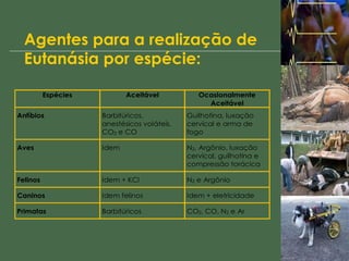 Agentes para a realização de Eutanásia por espécie: 