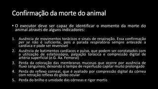 Confirmação da morte do animal
• O executor deve ser capaz de identificar o momento da morte do
animal através de alguns indicadores:
1. Ausência de movimentos torácicos e sinais de respiração. Essa confirmação
per se não é suficiente, pois a parada respiratória sempre antecede a
cardíaca e pode ser reversível
2. Ausência de batimentos cardíacos e pulso, que podem ser constatados com
a utilização de estetoscópio, palpação torácica e compressão digital de
artéria superficial (e.G. Aa. Femoral)
3. Perda da coloração das membranas mucosas que ocorre por ausência de
fluxo sanguíneo, deixando o tempo de reperfusão capilar muito prolongado
4. Perda do reflexo corneal, que é avaliado por compressão digital da córnea
com retração reflexa do globo ocular
5. Perda do brilho e umidade das córneas e rigor mortis
 