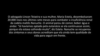 O advogado Lincon Teixeira e sua mulher, Maria Estela, desembolsaram
20.000 reais nos últimos sete meses para combater a insuficiência renal
da cadela maltês Nanuche. O animal parou de comer, beber água e
andar. “Já havíamos optado pela eutanásia se ela continuasse assim,
porque ela estava sofrendo muito”, diz Estela. Nanuche se recuperou
dos sintomas e seus donos acreditam que ela ainda tem qualidade de
vida para seguir em frente.
 